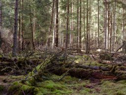 IMGP9694-Faldne traer